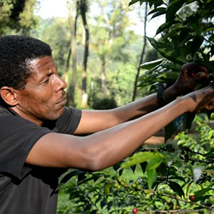 Ethiopia Sidamo Natural image 0