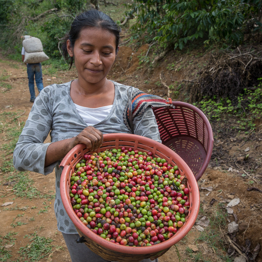 Mexico MWP Decaf image 0
